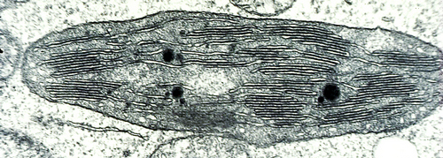 light-and-photosynthesis